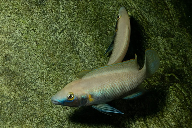 Neolamprologus nigriventris 'Kiku'